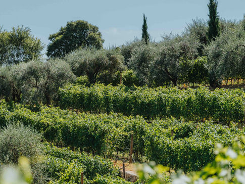 Cosa fare a Verona d’estate: vivi l’esperienza di una degustazione di vino unica
