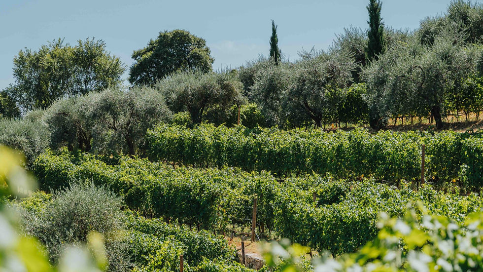 What to Do in Verona
