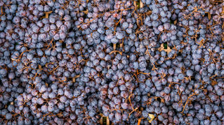 L’Appassimento secondo Ugolini Vini: quando il tempo si fa vino