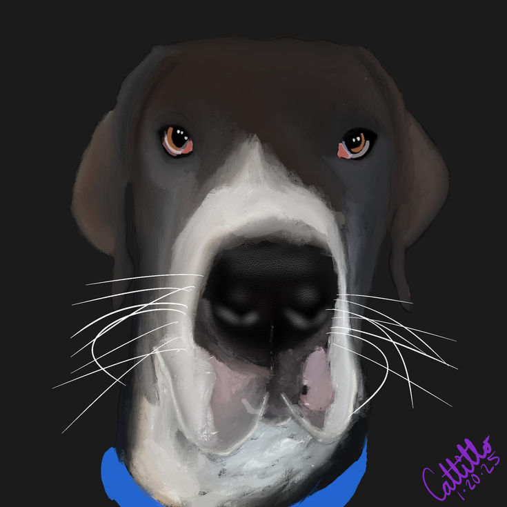 Digital portrait of a black and white dog with soulful eyes and a blue collar, against a black background.