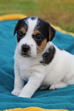 Hollister -vergeben-