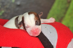 Foxnipper Robin Redbreast (Hündin 2)