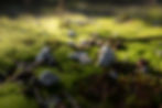 Dreamscape - Audio Narrative
