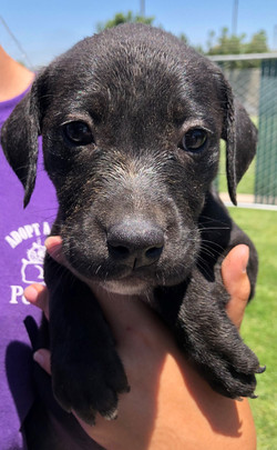 8845 Karlie (Fem. Pitbull Mix)