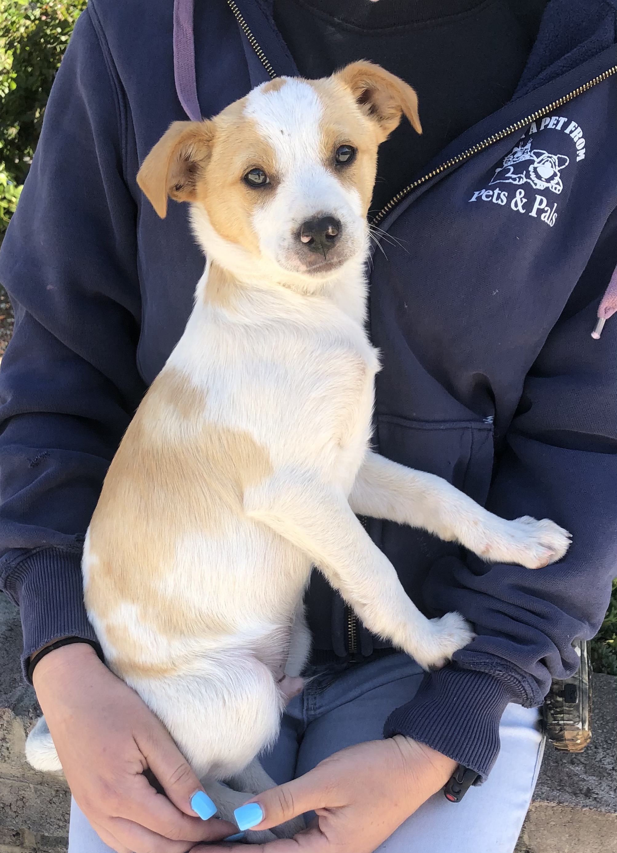8718 Kevin (Male Terrier Mix)
