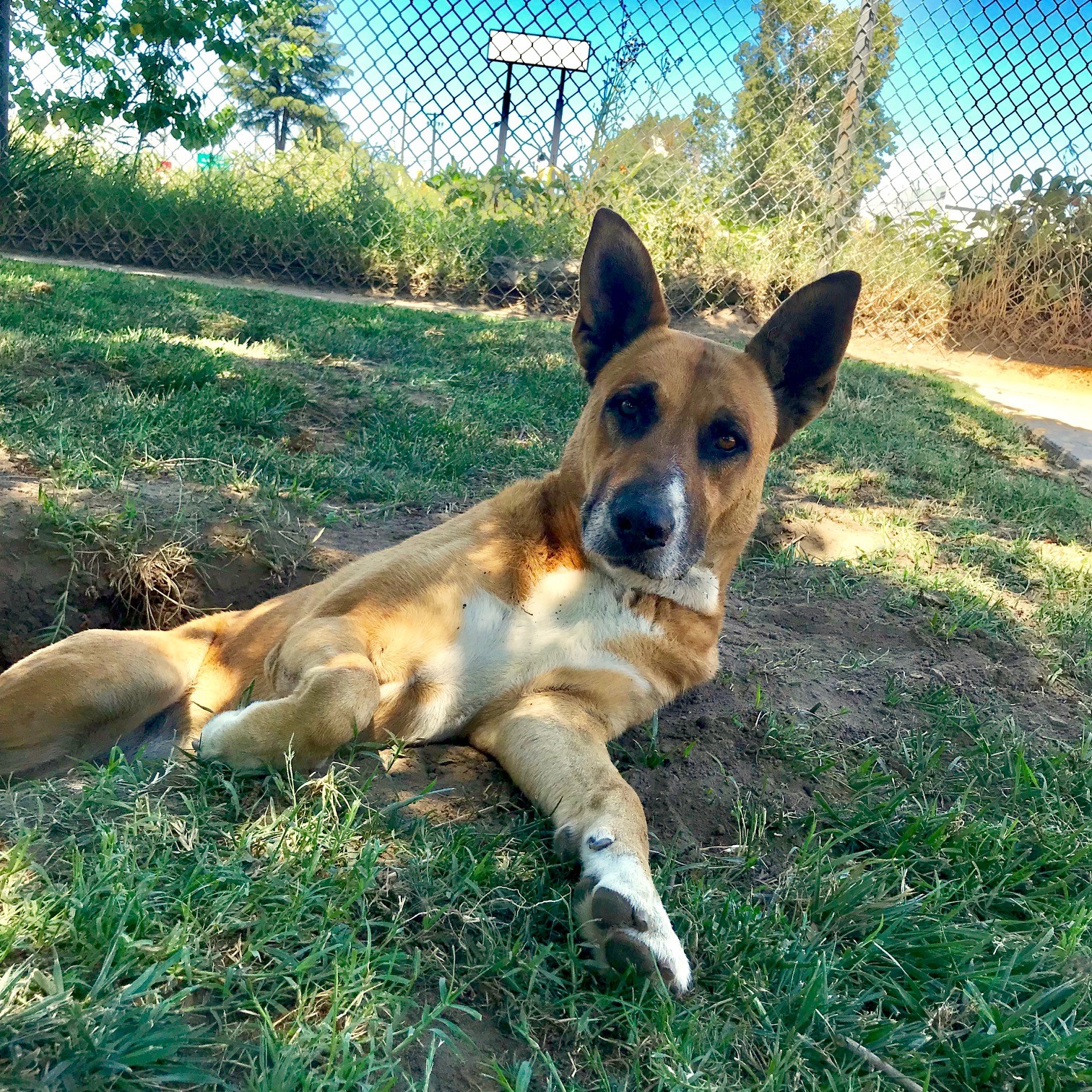 8094 Pearl (Fem. Shepherd Mix)