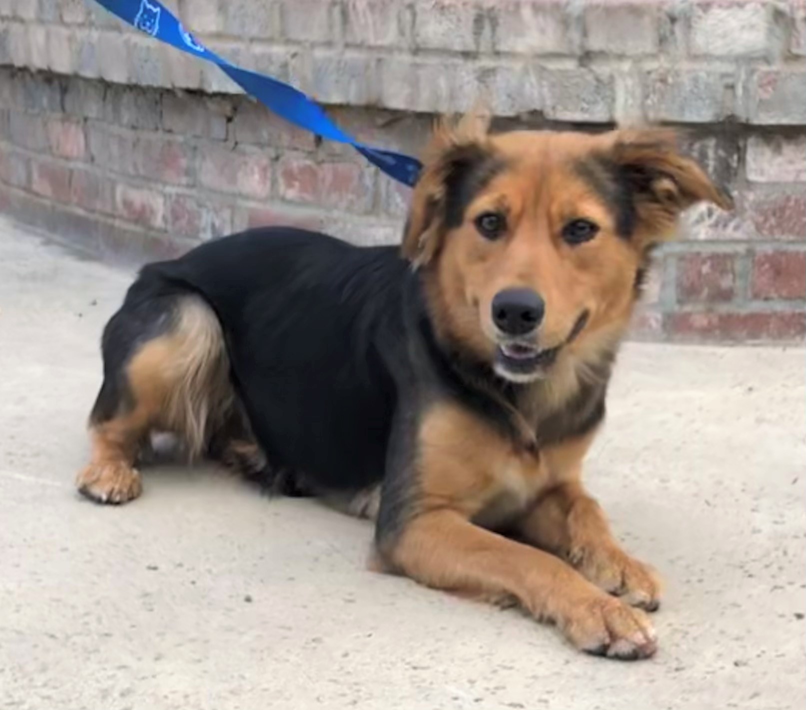 8626 Bonnie (Shep. Mix)