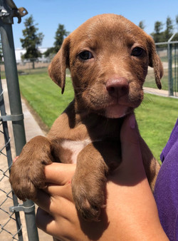 8848 Emma (Fem. Pitbull Mix)