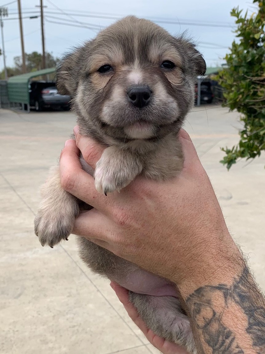 8656 London (Fem Terrier Mix)