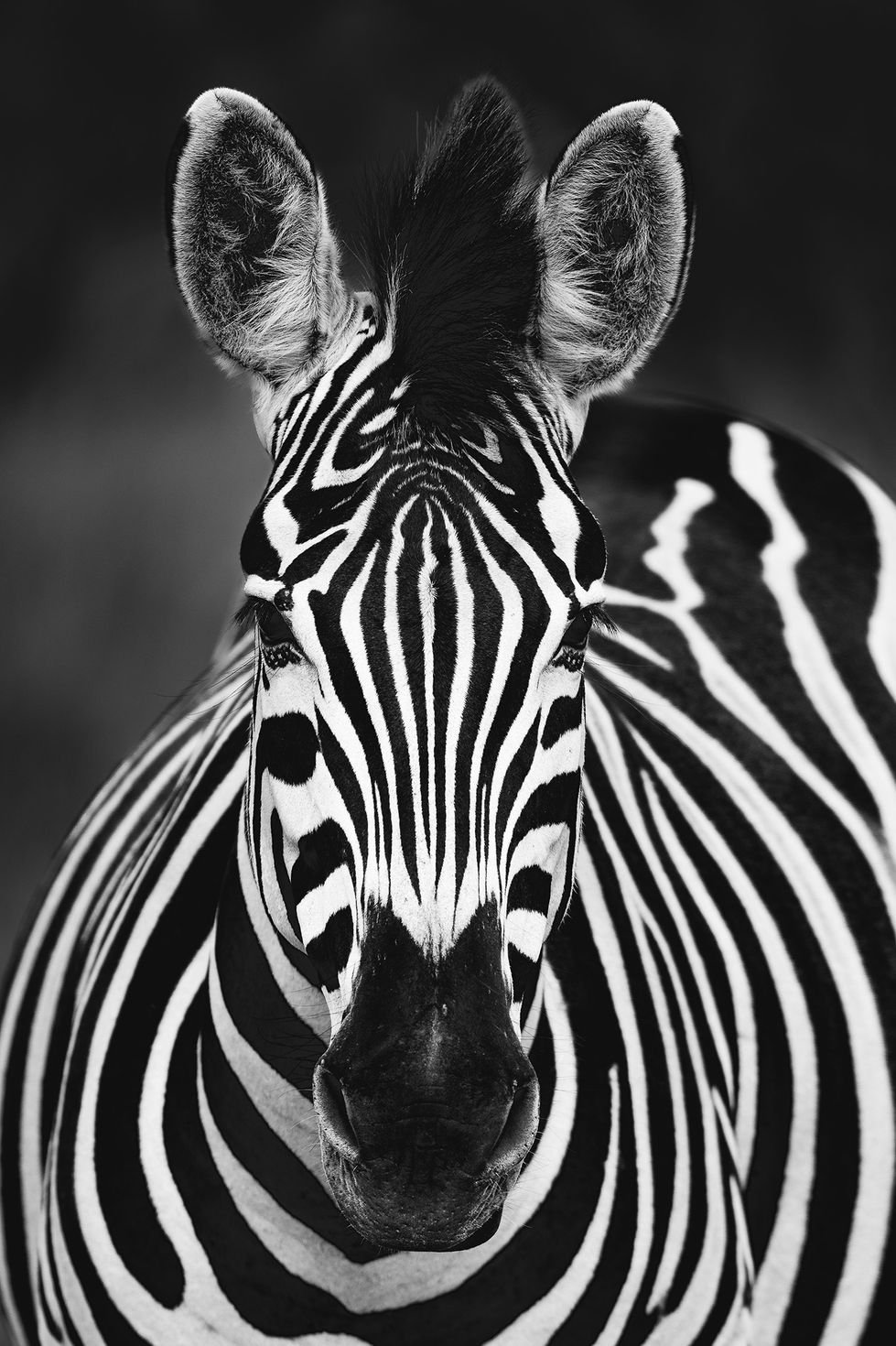 Zebra web