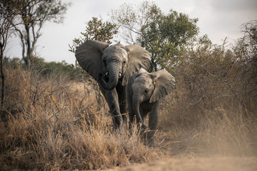 2 elephants web