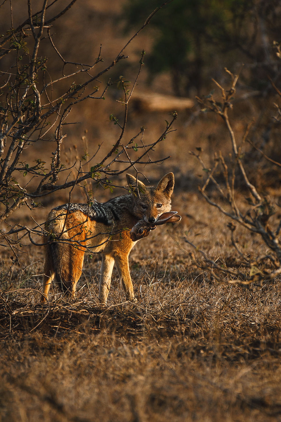 Black Backed Jackal web