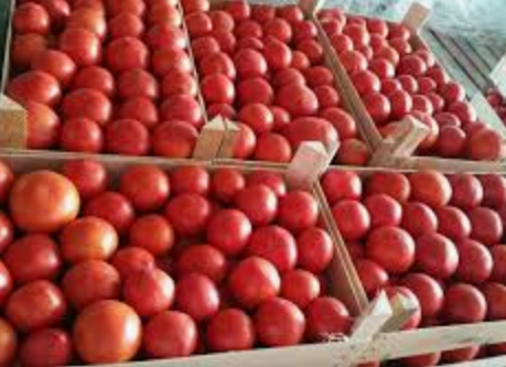 Томатное счастье белорусского предпринимателя