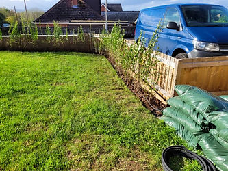 Lush green grass covers the lawn, bordered by young plants along a wooden fence