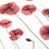 Thumbnail: A4 giclee print of real pressed red poppies, botanical floral wall art