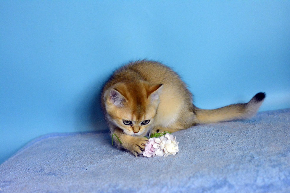 FURRYBLISSLOVE APRIL