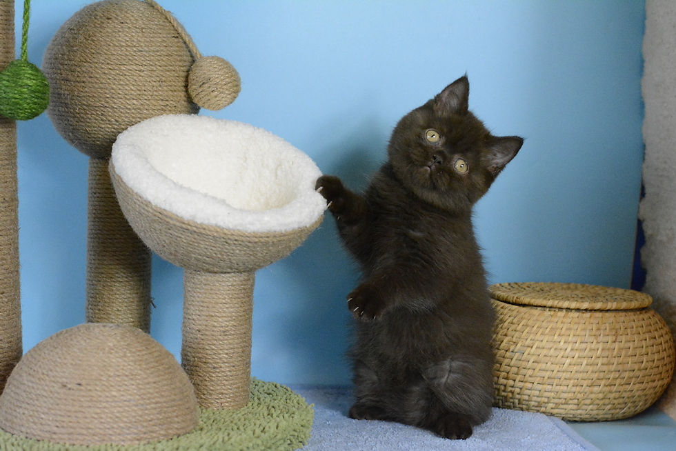 FURRYBLISSLOVE ACMAL