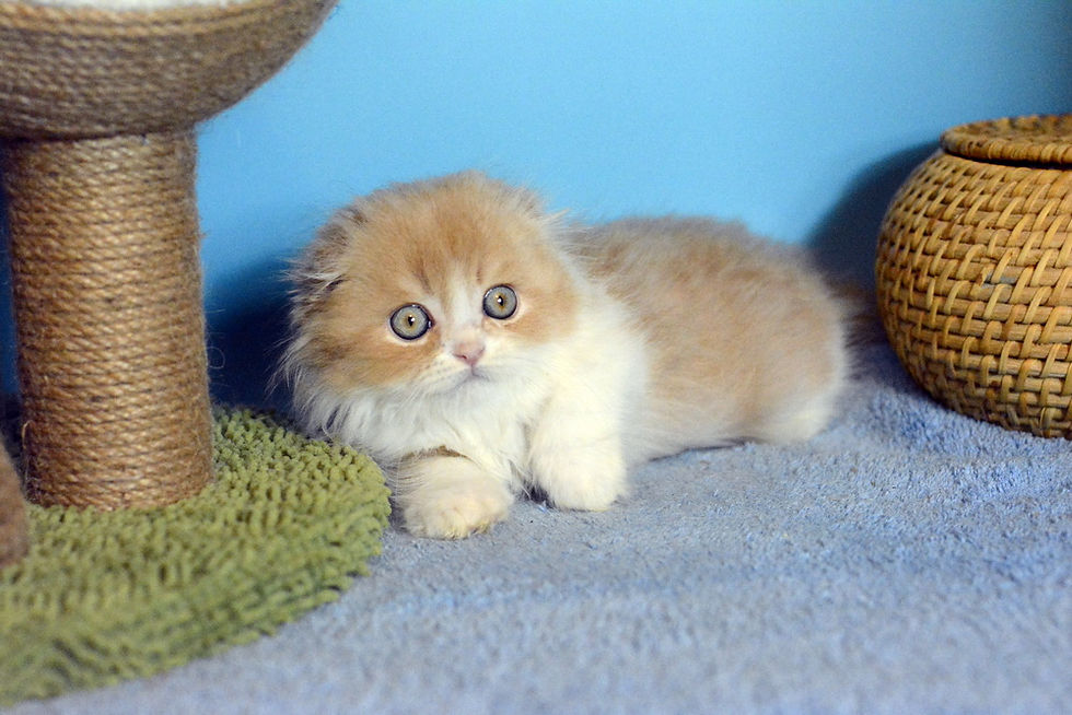 FURRYBLISSLOVE ELVIS