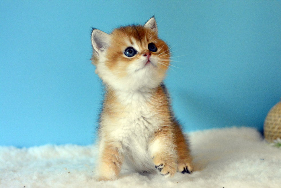 FURRYBLISSLOVE BOURBON