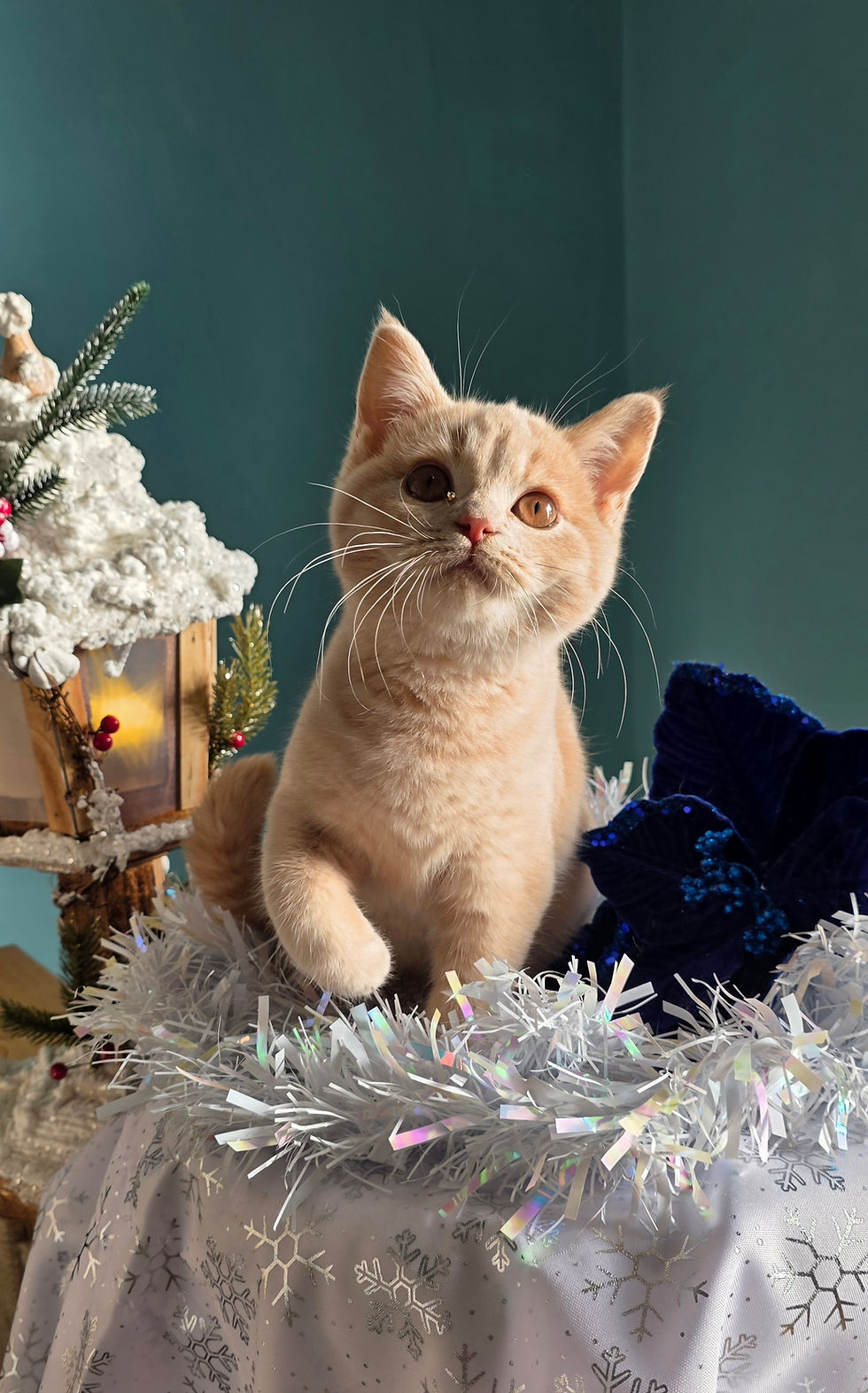 FURRYBLISSLOVE AMADEY