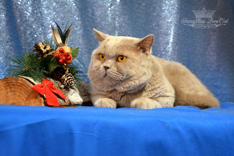 JAZZ FROM CRIATIVE DIAMONDS
British Shorthair