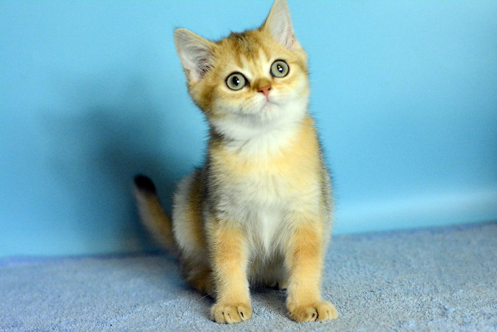 FURRYBLISSLOVE AKELA