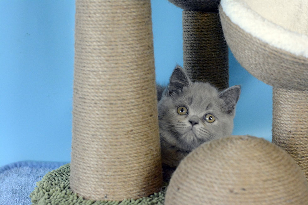 FURRYBLISSLOVE ALEFTINA