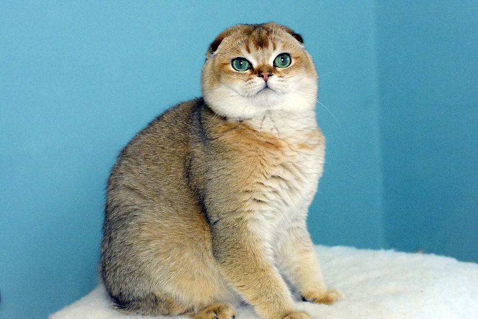 FURRYBLISSCAT DANTES