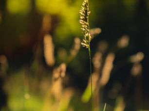 CDPH Launches Ladera Cancer Page; LARMAC Extends Pesticide Pause