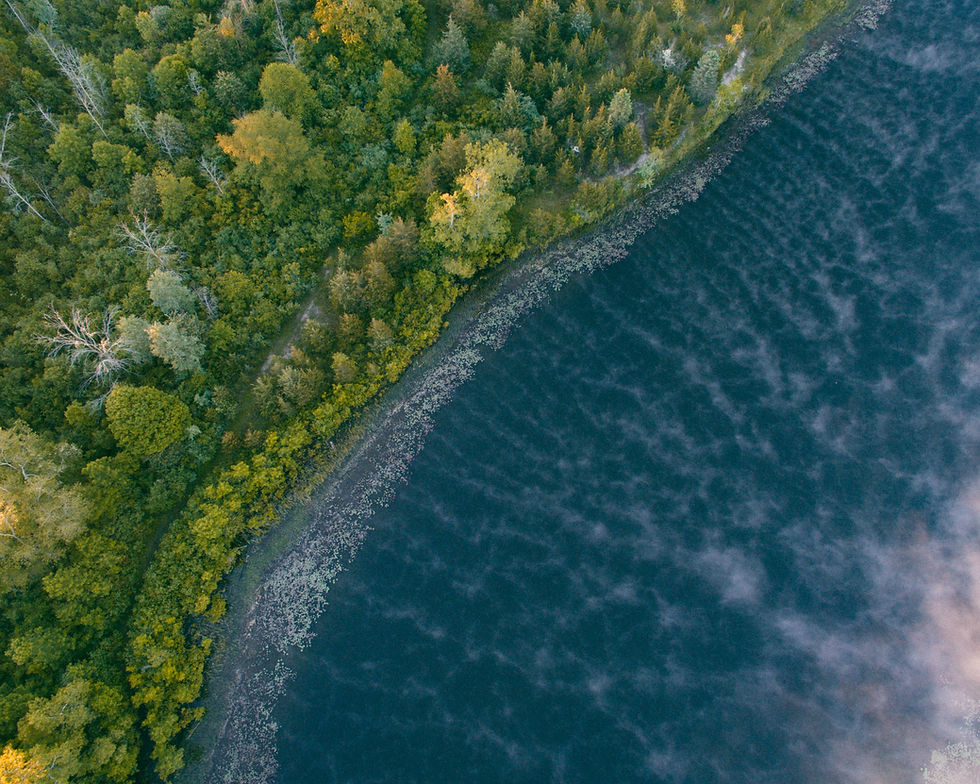 A shoreline full of trees meets blue water