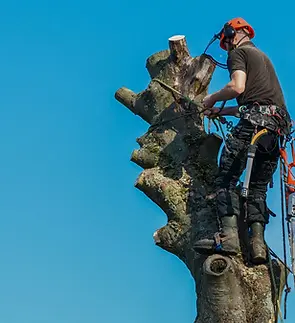 arborist-rope.webp
