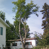 Tree Removal in Wabamun