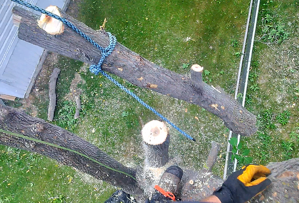 Tree Removal in Wabamun AB