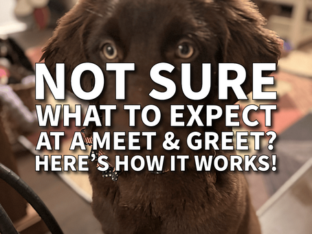 Not Sure What to Expect at a Meet & Greet with Your Pet Sitter? Here’s How It Works!