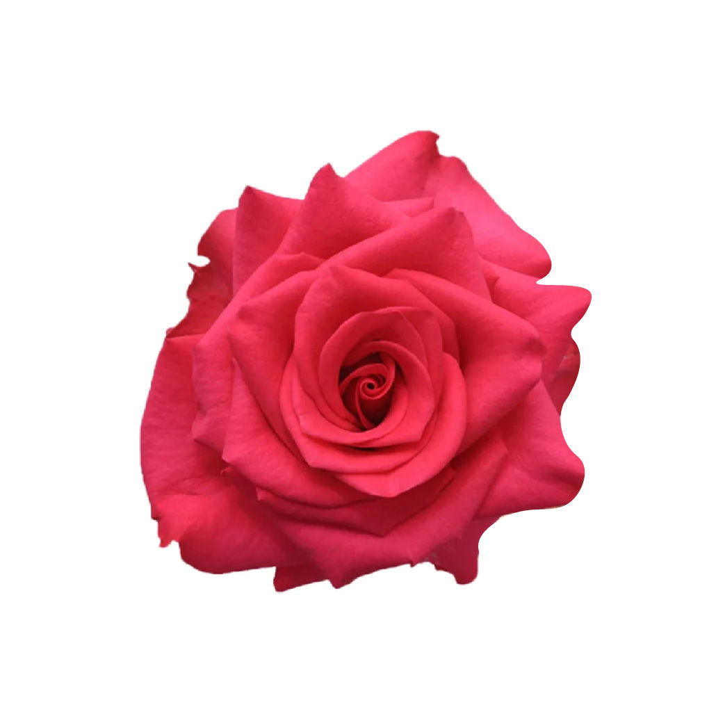 厄瓜多爾玫瑰花束-V.I.Pink