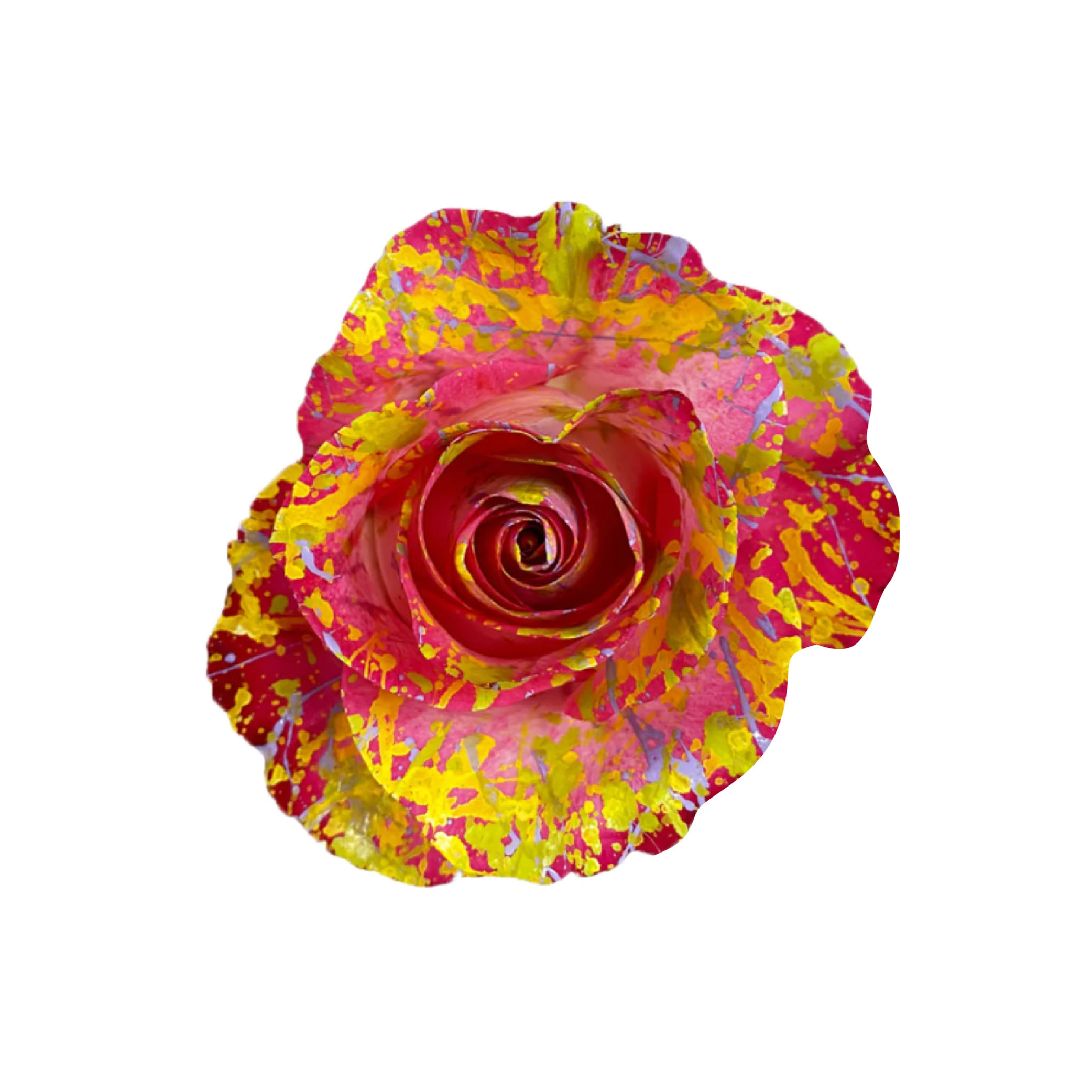 厄瓜多爾玫瑰花束-Hot Pink Skittles (油畫系列)