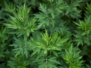 Mugwort: The Dreamer's Herb and Guardian of Thresholds
