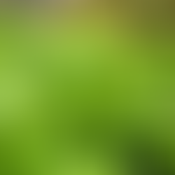 Miner's Lettuce growing well in garden