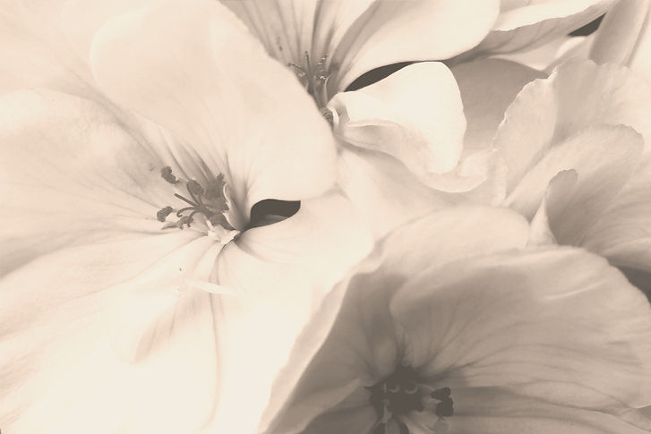 Flower_edited_edited.jpg