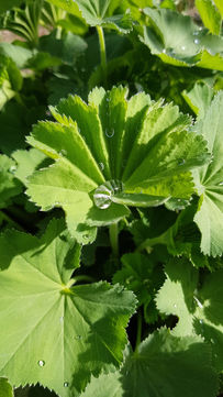 Medicinal Plant Lady's Mantle grown in Comox Valley