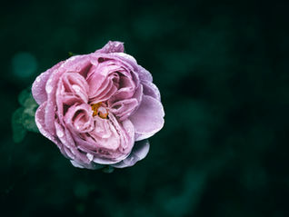 Energetic Glycerites - Sweet Medicine to soften the soul