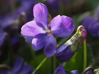 Sweet Violet - Vancouver Island Wild Medicinal Plant