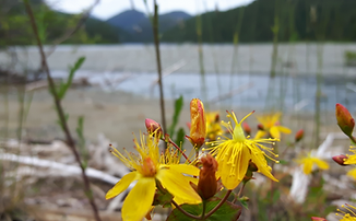 Herbal Nervous System healing with easy to grow medicinal botanicals. Finding calm through burnout and stress.