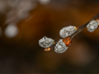 Pussy Willow - Salicin rich flower used for natural pain management