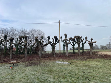 Alignement d'arbres taillés en têtes de chat - Expertise en élagage Ets Kreit Sarthe