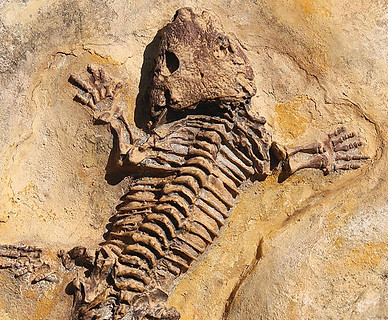 seymouria-baylorensis-cast-of-fossil-early-permian-period-michal-boubin.jpg