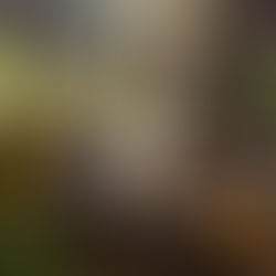 Ervas Mornas / Equilibradoras