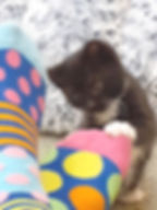 kitten-with-sock.jpg