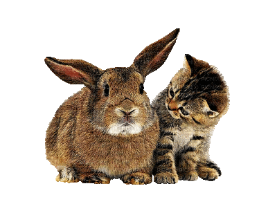 CAT & BUNNY GIF NOW.gif