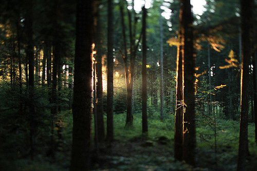 fog time to say goodbye.gif